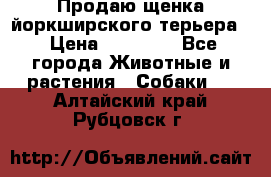 Продаю щенка йоркширского терьера  › Цена ­ 20 000 - Все города Животные и растения » Собаки   . Алтайский край,Рубцовск г.
